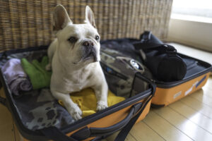 dog sitting in packed suitcase