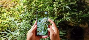 Mobile phone to photograph a cannabis plant in an indoor cannabis plot