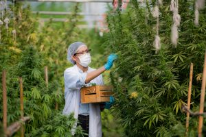 A portrait of a researcher in an apron carries a wooden box and collects samples of legally grown cannabis plants and hemp inflorescences in greenhouses for inspection and quality control for medicinal purposes.