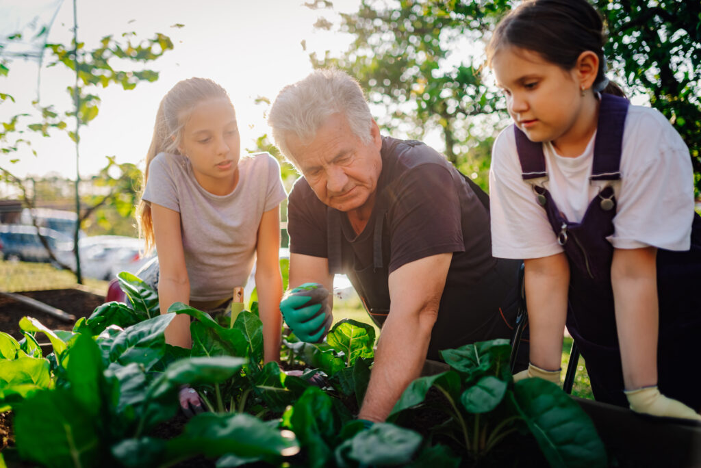 Elderly man gardening with two young children, demonstrating the Blue Zone lifestyle habit of moving naturally and spending time outdoors.