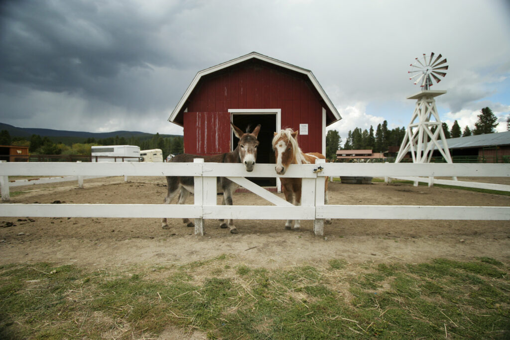 A mule and miniature horse standing behind a white fence on a ranch with storm clouds, a red barn and a windmill in the landscape.